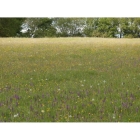 view details of Chalk and Limestone Meadow mix -Wildflower and Grass Mix