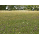 view details of Meadow mix for Pond Edges -Wildflower and Grass seed Mix