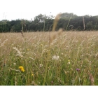 Meadow mix for Acid soils -Wildflower and Grass seed Mix