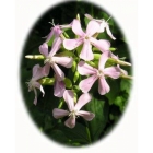 SOAPWORT seeds (saponaria otficinalis)