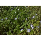 COMMON FIELD SPEEDWELL seeds (veronica persica)