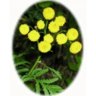 TANSY seeds (tanacetum vulgare)