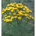 TANSY seeds (tanacetum vulgare)