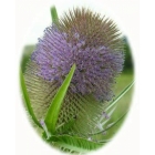 TEASEL seeds (dipsacus fullonum)