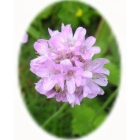 THRIFT seeds (armeria maritima)