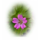 DOVE`S FOOT CRANESBILL SEEDS (geranium molle)