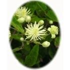 TRAVELLERS JOY seeds (clematis vitalba)