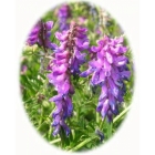 TUFTED VETCH seeds (vicia cracca)