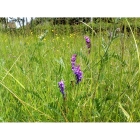 TUFTED VETCH seeds (vicia cracca)