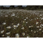 Honey Bee Meadow mix -Wildflower and Grass seed Mixture