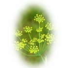 FENNEL seeds (Foeniculum vulgare)