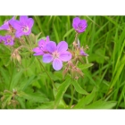 WOOD CRANESBILL seeds (geranium sylvaticum)