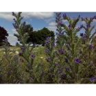 VIPERS BUGLOSS seeds (echium vulgare)