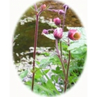 WATER AVENS seeds (geum rivale)
