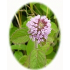 view details of WATER AVENS seeds (geum rivale)