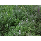 WATER MINT seeds (mentha aquatica)