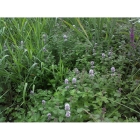 WATER MINT seeds (mentha aquatica)