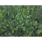 WATER PLANTAIN seeds (alisma plantago-aquatica)