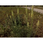 WELD seeds (reseda luteola)