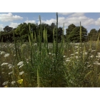 WELD seeds (reseda luteola)