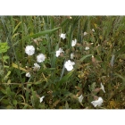 WHITE CAMPION seeds (silene latifolia)