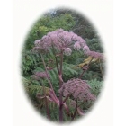 WILD ANGELICA seeds (angelica sylvestris)