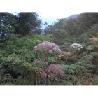 WILD ANGELICA seeds (angelica sylvestris)