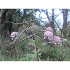 WILD ANGELICA seeds (angelica sylvestris)