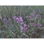 WILD BASIL seeds (clinopodium vulgare)