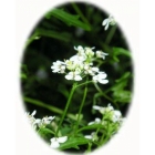 WILD CANDYTUFT seeds (iberis armara)