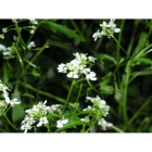 WILD CANDYTUFT seeds (iberis armara)