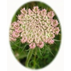 WILD CARROT seeds (daucus carota)