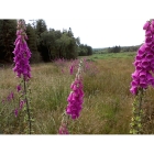 WILD FOXGLOVE seeds (digitalis purpurea)