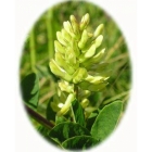 view details of WILD GARLIC seeds (allium ursinum)
