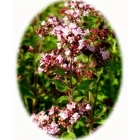 WILD MARJORAM seeds (origanum vulgare)