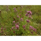 WILD MARJORAM seeds (origanum vulgare)