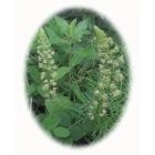 view details of WILD MARJORAM seeds (origanum vulgare)