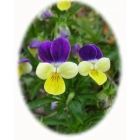 view WILD PANSY seeds (viola tricolor) details