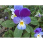 WILD PANSY seeds (viola tricolor)