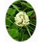 WILD WHITE CLOVER seeds (trifolium repens)