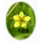 WOOD AVENS seeds (geum urbanum)