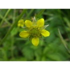 WOOD AVENS seeds (geum urbanum)