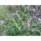 WOOD SAGE seeds (teucrium scorodonia)