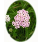 YARROW seeds (achilla millefolium)