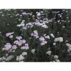 YARROW seeds (achilla millefolium)