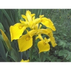 YELLOW FLAG IRIS seeds (iris pseudaconus)