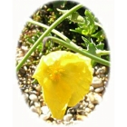 YELLOW HORNED POPPY seeds (glaucium flavum)