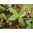 YELLOW RATTLE seeds 2023 harvest (rhinanthus minor)