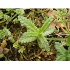 YELLOW RATTLE seed (rhinanthus minor)