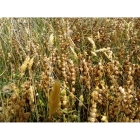 YELLOW RATTLE seeds 2023 harvest (rhinanthus minor)